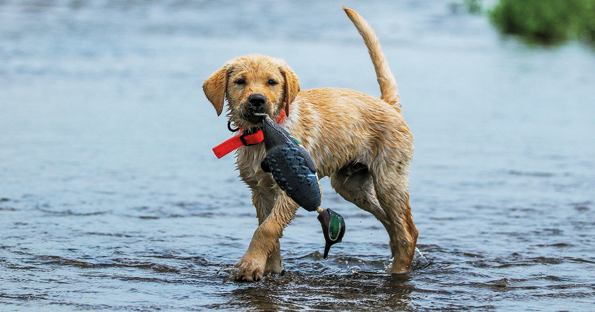 Labrador retriever puppy during a training session. Photo by Travis Mueller/Banded.com